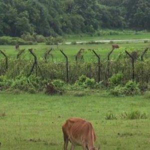 ভারত সীমান্তে বাংলাদেশির লাশ উদ্ধার