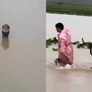 বন্যার পানিতে ভেসে এলো ৯০০ সাপ, কামড়ে নারীর মৃত্যু