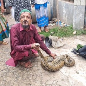 বন ছেড়ে লোকালয়ে চলে এলো বিশাল অজগর, জীবনের ঝুঁকি নিয়ে বাঁচালেন কবিরাজ