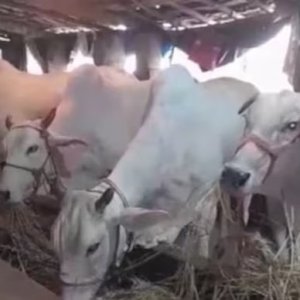 মৃত গরুর নামেও বরাদ্দ সরকারি অনুদান