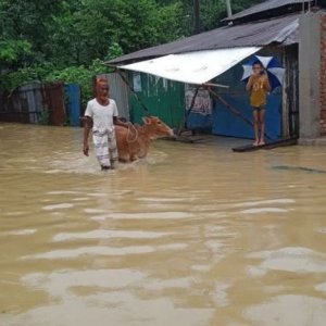 বন্যায় ৩০ লাখ হাঁস-মুরগি-পশু আক্রান্ত, ক্ষতি ১০০ কোটির বেশি