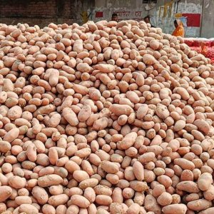 পচে গেলো ৫৭ হাজার বস্তা আলু, কৃষকের মাথায় হাত