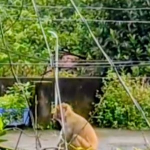 ব্রাহ্মণবাড়িয়ায় খাবারের সন্ধানে লোকালয়ে বানরের দল