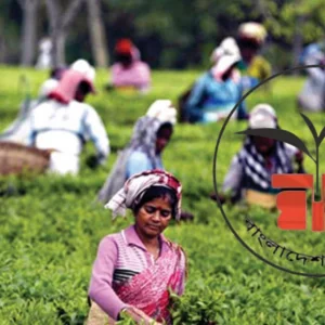 বাংলাদেশ চা বোর্ডে বিভিন্ন পদে চাকরির সুযোগ, আবেদন চলছে