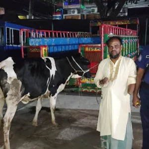 পাবনায় বাড়ির আন্ডারগ্রাউন্ডে চোরাই গরু, যুবদল কর্মী আটক
