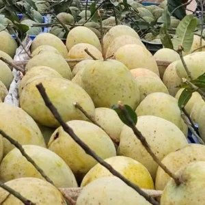 বিখ্যাত সেই হাটে এখনও পাওয়া যাচ্ছে ৬ জাতের আম, দাম কত?