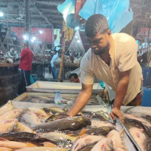 মেরাদিয়া বাজারে মাছ কিনতে হিমশিম ক্রেতারা, টেংরা চাওয়া হচ্ছে ৭৫০ টাকা কেজি