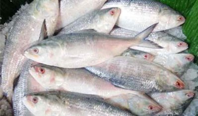 ilish_bt