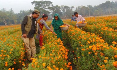 ফুল চাষ