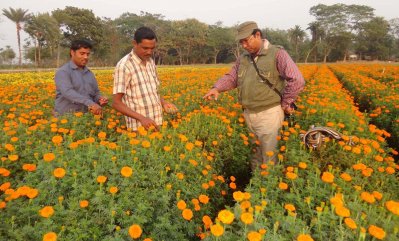কৃষি কর্মকর্তা পরামর্শ দিচ্ছেন