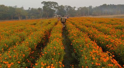 ফুলের খেত