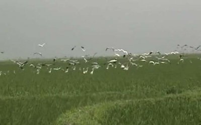 অতিথি পাখি