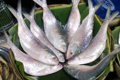 ইলিশ মাছ