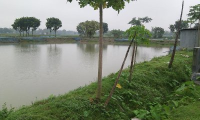 কুষ্টিয়ায় আমলা পুকুর