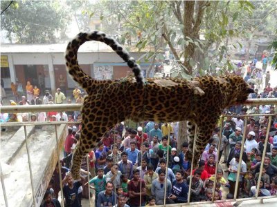 মেয়রকে আক্রমণকারী সেই বাঘ