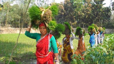 ঠাকুরগাঁওয়ের নারী শ্রমিক