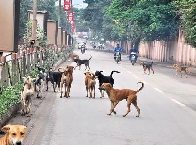 মুম্বাইয়ের রাস্তায় কুকুর