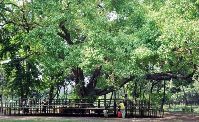 রমনা বটমূল