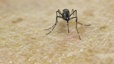 এডিস মশার মাধ্যমে জিকা ভাইরাস ছড়িয়ে থাকে