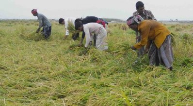 নাটোরে পাকা ধান নিয়ে বিপাকে কৃষকরা