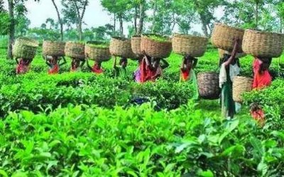 চা শ্রমিক