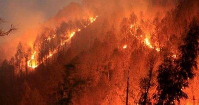 জ্বলছে উত্তরাখণ্ডের জঙ্গল