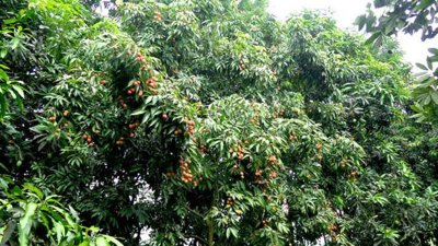 বেনাপোল ও শার্শায় বাড়ছে লিচু চাষ