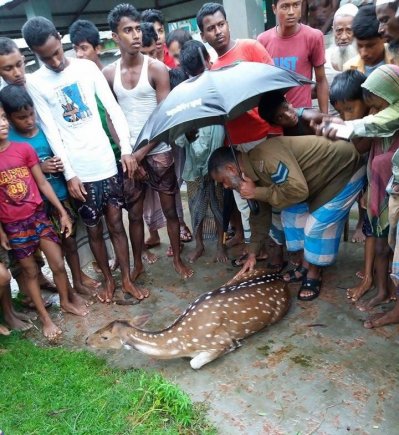 ভোলায় জোয়ারে ভেসে আসা হরিণ বনে অবমুক্ত