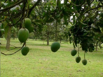 চাঁপাইনবাবগঞ্জের আমবাগান-৩