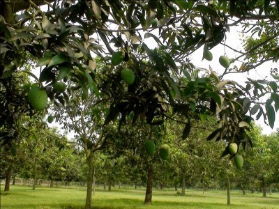 চাঁপাইনবাবগঞ্জের আমবাগান-৪
