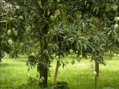 চাঁপাইনবাবগঞ্জের আমবাগানের একটি গাছ