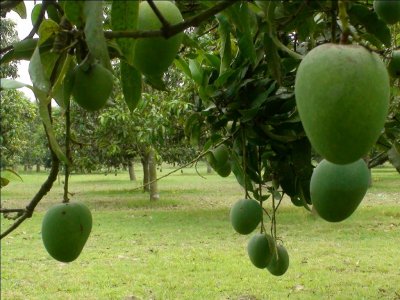 চাঁপাইনবাবগঞ্জের আমবাগান-২