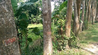 নিলাম হলেই কাটা হবে ফরিদগঞ্জ মহাসড়কের ২৪০০ গাছ