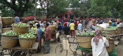 জমে উঠেছে রাজশাহীর আমের বাজার