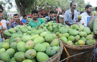জমে উঠেছে রাজশাহীর আমের বাজার