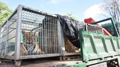থাইল্যান্ডে বৌদ্ধ মন্দিরের বিরুদ্ধে আইনি পদক্ষেপ নেবে সরকার