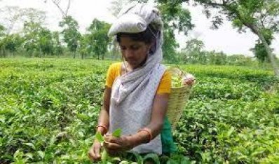 চা শ্রমিক