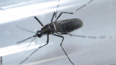মশার মাধ্যমে জিকা ভাইরাস ছড়িয়ে থাকে