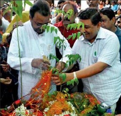 নিম ও ইউক্যালিপ্টাসের বিয়ে১