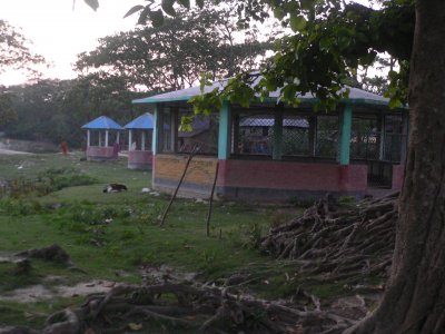 খাদ্যের অভাবে অসহায় মাদারীপুরের দেড় হাজার বানর!