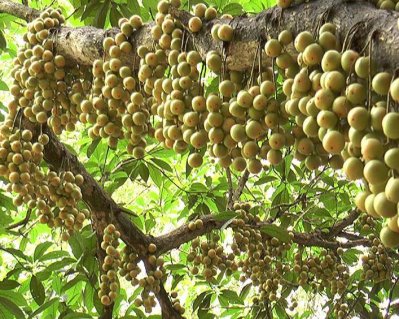 লটকন আনবে চাষির সুদিন