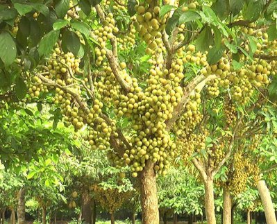 লটকন আনবে চাষির সুদিন