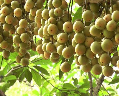 লটকন আনবে চাষির সুদিন