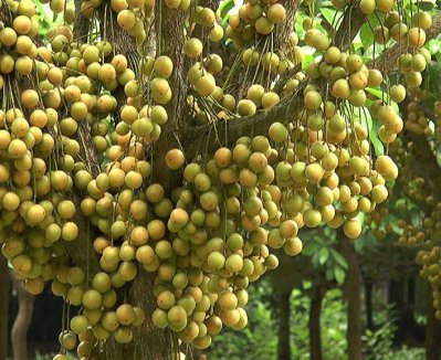 লটকনভরা গাছ