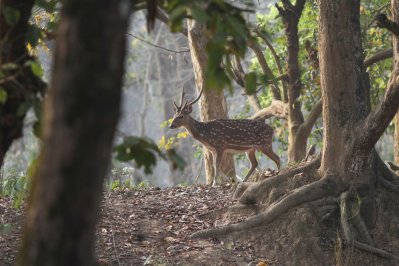 দর্শনার্থীদের কাছে হরিণ দর্শন যেন ‘সোনার হরিণ’