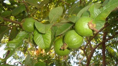 পেয়ারা গাছ