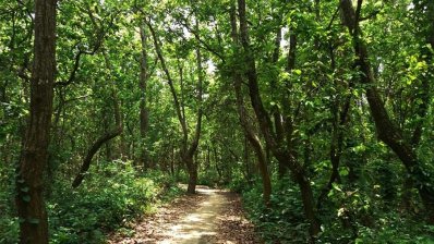 নওগাঁর প্রাচীন শালবন