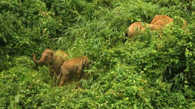 দেশে নতুন ২১ প্রজাতির স্তন্যপায়ী বন্যপ্রাণির সন্ধান