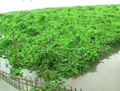 কুড়িগ্রামে সবজির ব্যাপক ক্ষতি