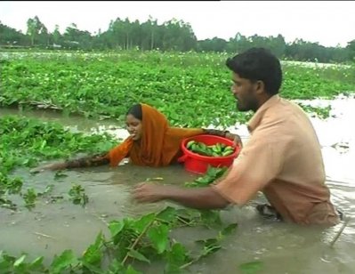 কুড়িগ্রামে সবজির ব্যাপক ক্ষতি